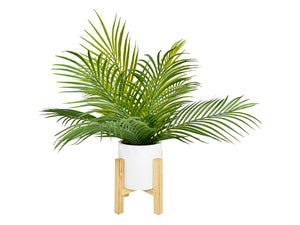 Fern in White Pot on Stand - 50cm